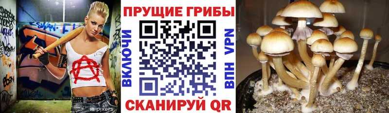 Галлюциногенные грибы Cubensis  Мичуринск 